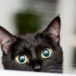 How+Much+Does+It+Cost+to+Have+a+Cat+_+ASPCA+Pet+Insurance+_+black+cat+with+yellow+eyes+peeking+out-min