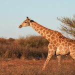 giraffe-9146077_1920