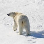 polar-bear-8703907_1920