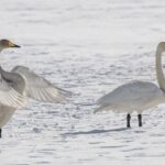 whooper-swans-8640045_1920